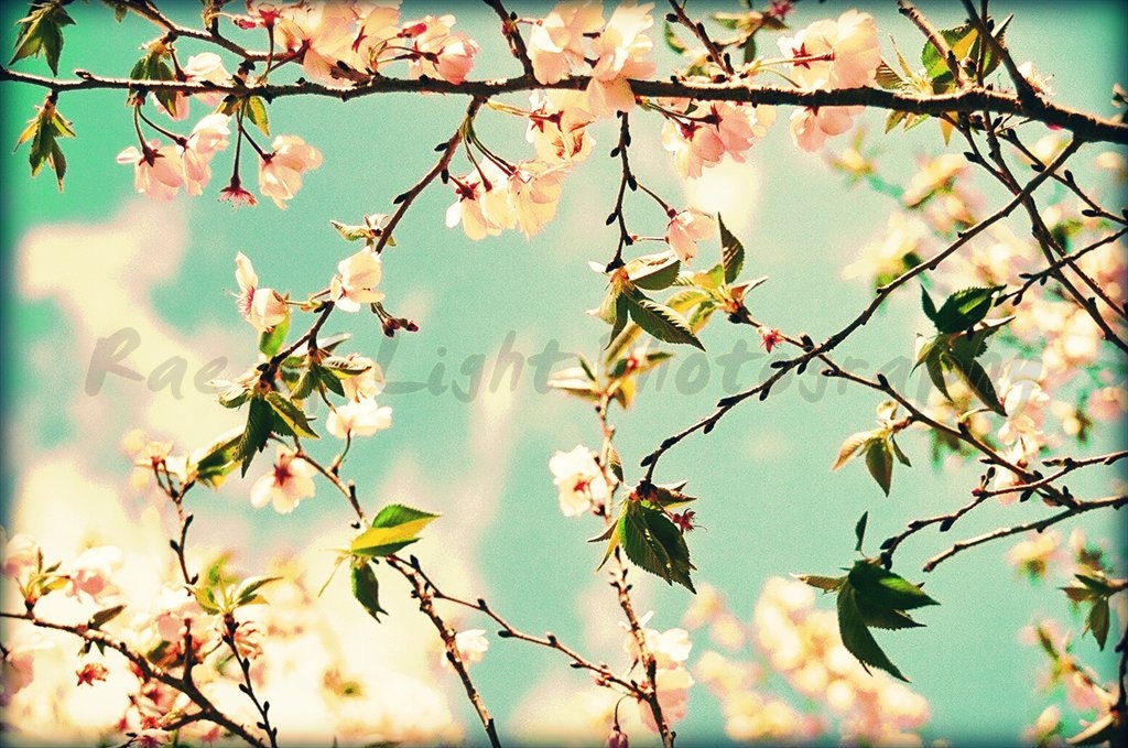 Pink Passion - 8x12 Etsy Original Photography Art Print