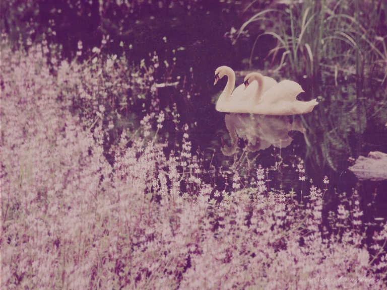 Swan Lake 8x10 - ALPhotography