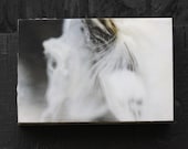 Winter Photography, Milkweed, Art, Limited Edition Mounted on Wood Panel, 4x6"