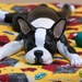 Boston Terrier Art Figurine Polymer Clay Dog Sculpture Sleepy Pup Henry