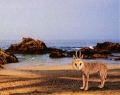 Wild Wolf Owl On The Sea Shore, Photo art print on wood block, 5x5,