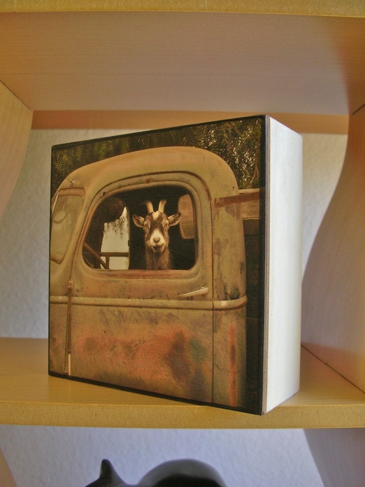Truck Driver Goat, Photo on 4x4 wood block, this photo is in "Southern Living" magazine,July,2011