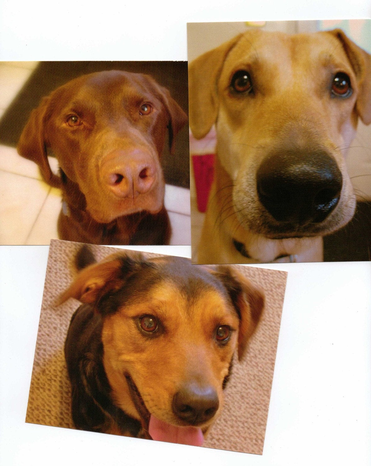 Dog Themed Postcards. Chocolate Lab Dog, Shepherd Mix Dog, and Lab Husky Mix Dog-Mini Dog Art-Set of 3