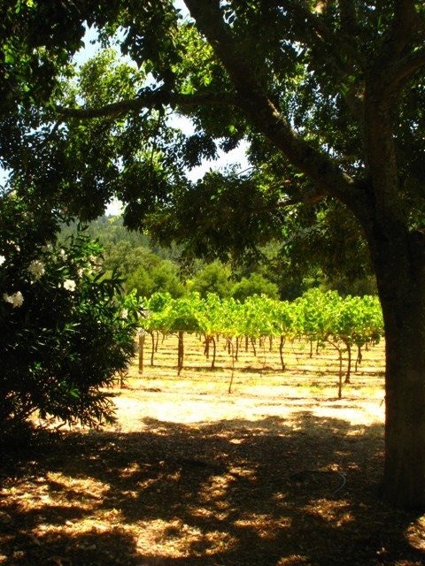 Vineyard view