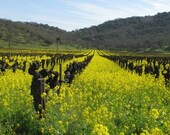 Mustard Flowers