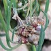 Walking Onions - perennial bulbs