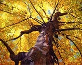 Golden tree watercolor painting print by Cathy Hillegas, 12x16, Transcendence, tree looking up, yellow, gold, orange, blue, purple, brown