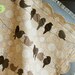 All a Twitter - Applique Quilt PDF