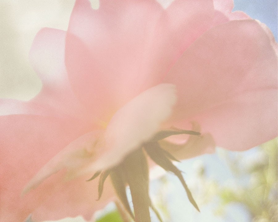 Rose Reaching for the Sun Original Photograph