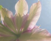 Purple Clematis Reaching for the Sun Original Photograph