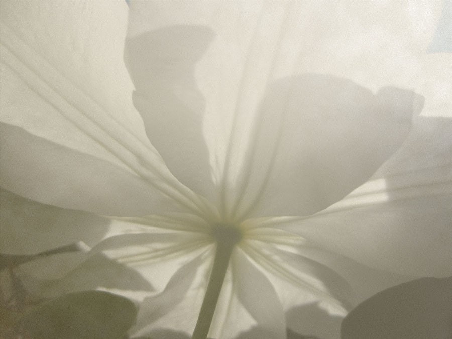 White Clematis Reaching for the Sun Original Photograph