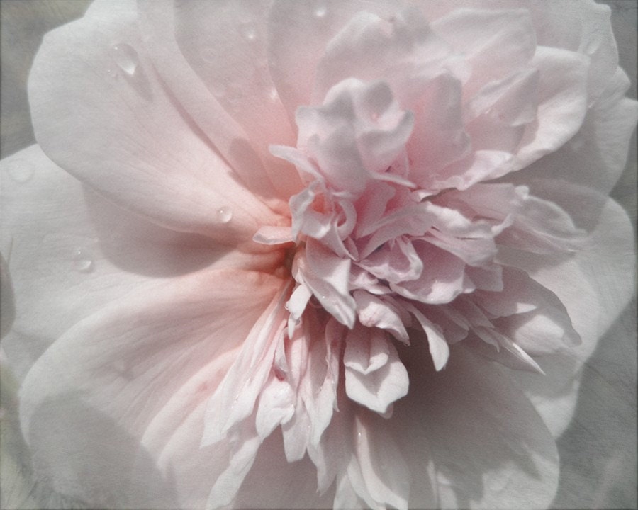 Pink Blush English Rose Digital Photograph