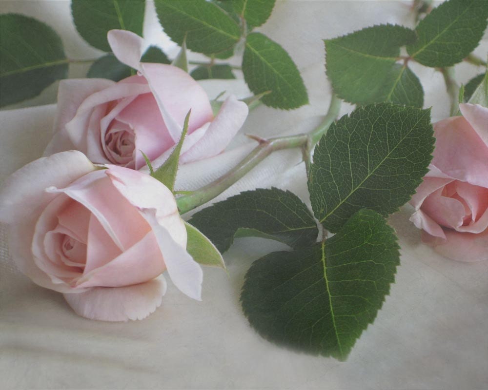 Roses for my Mother Digital Photo