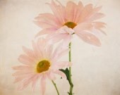 Two Pink Daisies Digital Photograph