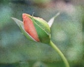 Last Rose of Summer Digital Photograph