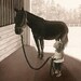 Girl With Horse - 8x10 archival watercolor print by Tracy Lizotte