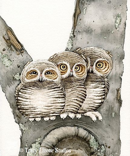 Three Small Owls - 8x10 archival watercolor print by Tracy Lizotte