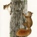 Squirrel Tag - 5x7 archival watercolor print by Tracy Lizotte