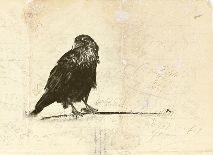 Crow Study - Fine Art Print from Original Drawing