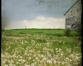 The Field V - Original FIne Art Photograph