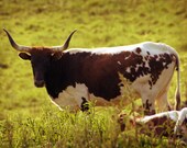 Randy's Cows No. 5 4x6 Metallic Print