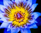 Purple & Yellow Lotus Flower Macro Fine Art Photograph