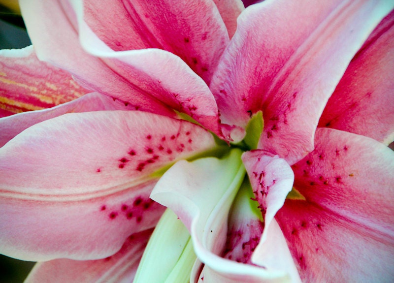 Pink Oriental Lily Flower Macro Fine Art Photograph