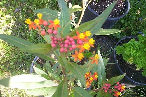 Tropical Milkweed