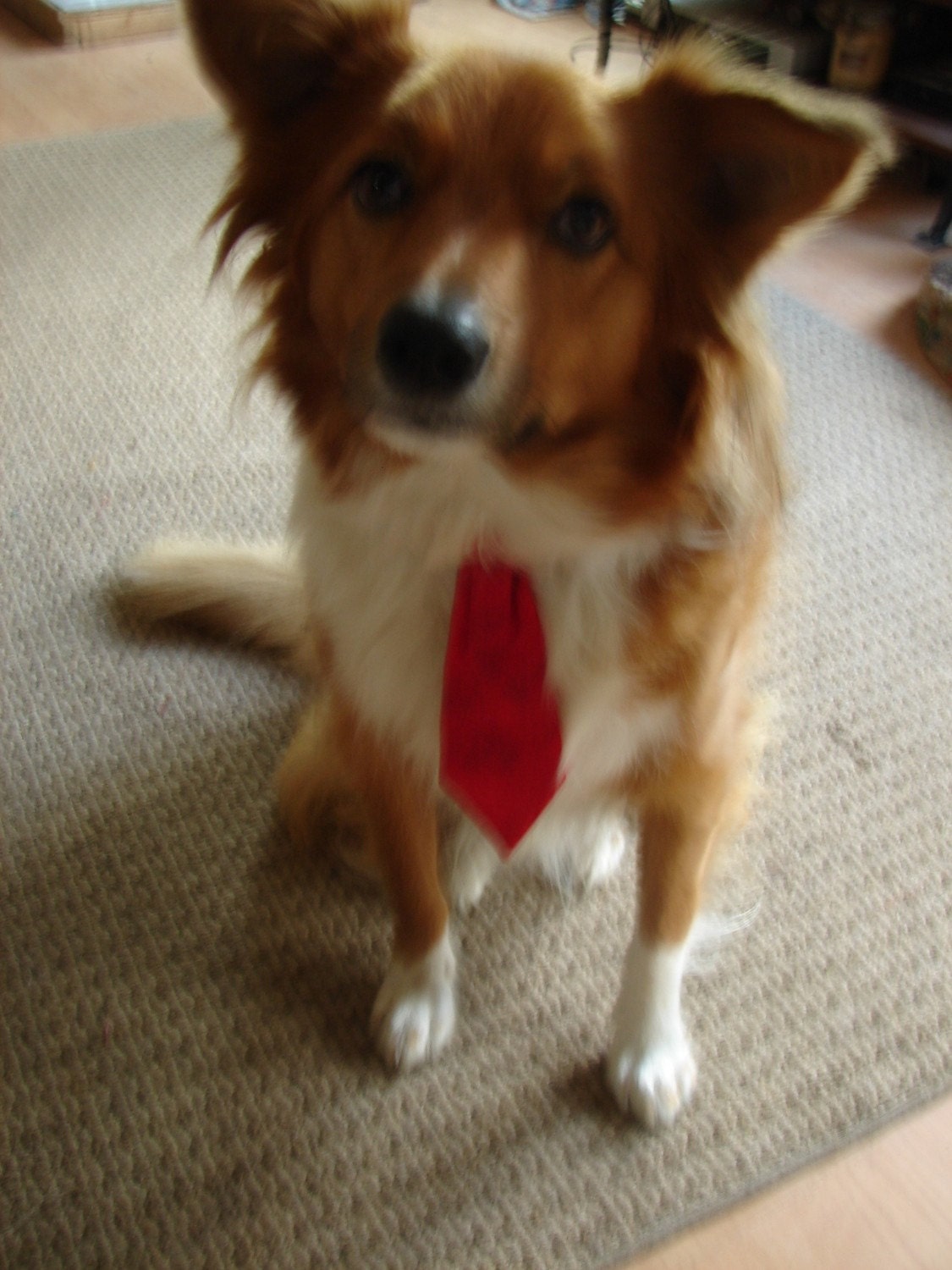 Pet Ties