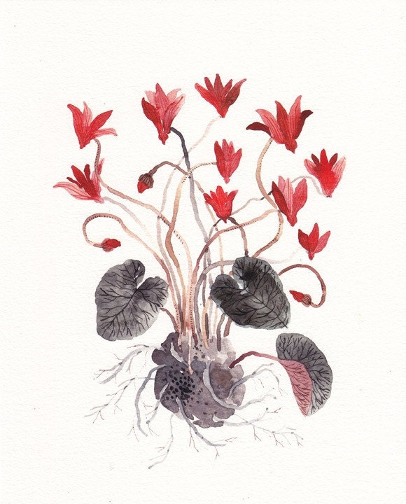 Red Cyclamen - Archival Print