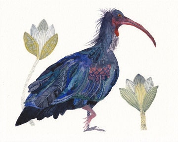 Bald Ibis - Archival Print