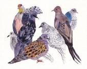 Doves and Pigeons - Archival Print
