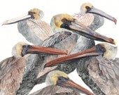 Brown Pelicans -16" x 20" Archival Print