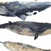 MADE TO ORDER Five Whales -Original watercolor painting