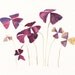 Oxalis - Archival Print