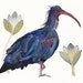 Bald Ibis - Archival Print