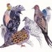 Doves and Pigeons - Archival Print