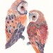 Two Barn Owls No.2 - Archival Print