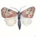 Moth No.2 - Original painting