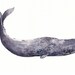 Ancient Sperm Whale - 11" x 14" Archival Print
