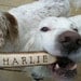 Dawg Stick - Dog Toy Wooden Throwing Stick with Instructions/ Personalized with A WoodBurned Name for Outside Fun and Games