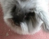Adopt a Angora bunny for an 1 month,and receive a bunny batt