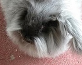 Adopt a Angora bunny for  1 year,and receive 1 batt per month