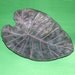 Elephant Ear Leaf Concrete Birdbath