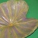 Medium Leaf Casting Birdbath