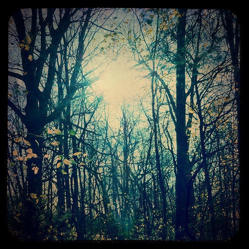 Yellow, Blue, Green, Nature Photography Forest, Nature, Wall Decor, Enchanted, Autumn - Enchanted Forest 2 (8x8) Fine Art Print