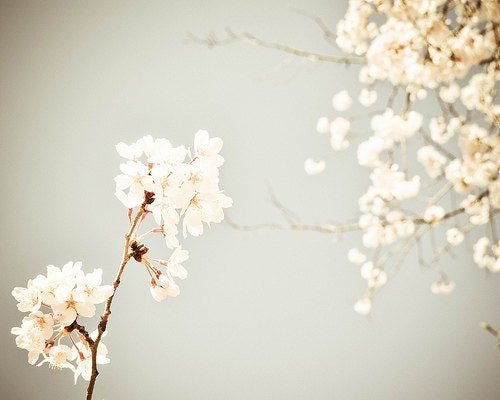 Shabby Chic, Flower Photography, Cherry Blossoms, fpoe, Spring, Vintage Inspired, Romantic, White, Wall Decor, Happy - Vintage Floral