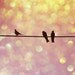 They Used to be Love Birds (8x8) - Fine Art Print