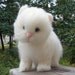 Needle Felted Cat Wool Himalayan Kitten