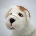 Needle Felted Dog English Bulldog Puppy Gift Or Collectible